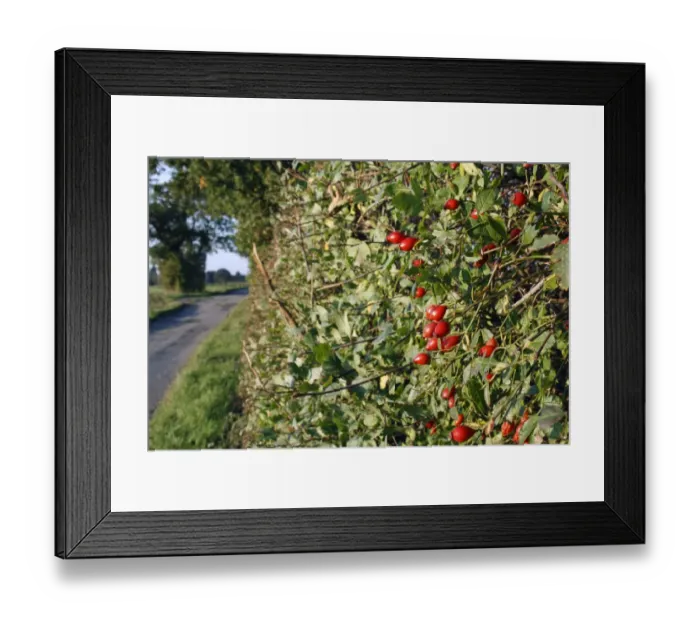 Framed Print : Dog Rose (Rosa canina) rosehips, growing in hedgerow habitat beside lane, Mendlesham, Suffolk, England, October Framed Print : Dog Rose (Rosa canina) rosehips, growing in hedgerow habitat beside lane, Mendlesham, Suffolk, England, October
