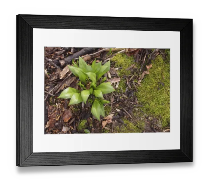Framed Print : Ramsons (Allium ursinum) growing amongst leaf litter on coppice woodland floor, Wetherby, West Yorkshire, England Framed Print : Ramsons (Allium ursinum) growing amongst leaf litter on coppice woodland floor, Wetherby, West Yorkshire, England