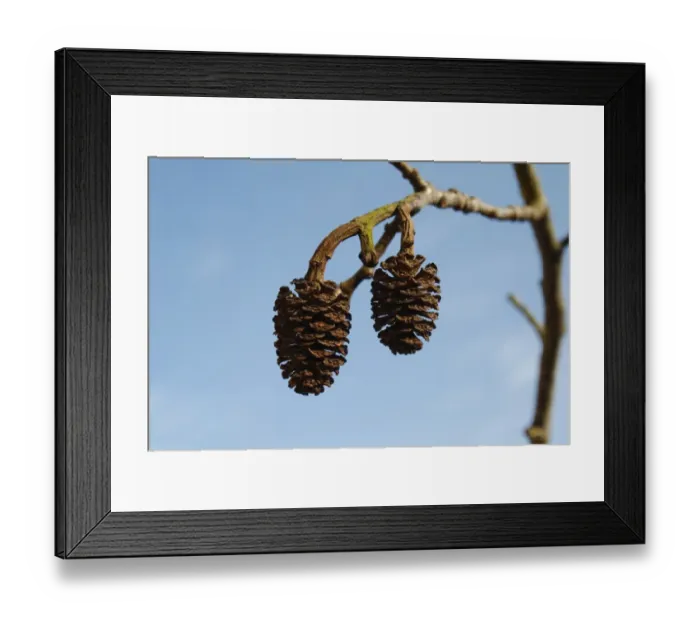 Framed Print : Common Alder (Alnus glutinosa) close-up of fruit, Thornham Magna, Suffolk, England, March Framed Print : Common Alder (Alnus glutinosa) close-up of fruit, Thornham Magna, Suffolk, England, March