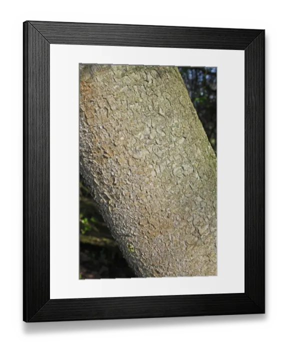 Framed Print : Blackthorn (Prunus spinosa) close-up of trunk, growing in hedgerow at edge of woodland, Vicarage Plantation Framed Print : Blackthorn (Prunus spinosa) close-up of trunk, growing in hedgerow at edge of woodland, Vicarage Plantation
