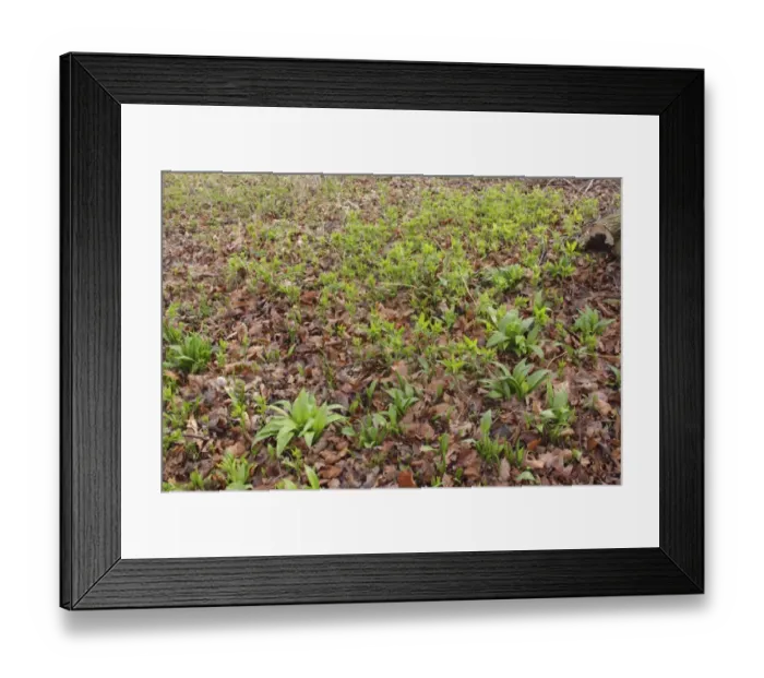 Framed Print : Ramsons (Allium ursinum) and Dogs Mercury (Mercurialis perennis) growing amongst leaf litter on coppice woodland floor Framed Print : Ramsons (Allium ursinum) and Dogs Mercury (Mercurialis perennis) growing amongst leaf litter on coppice woodland floor
