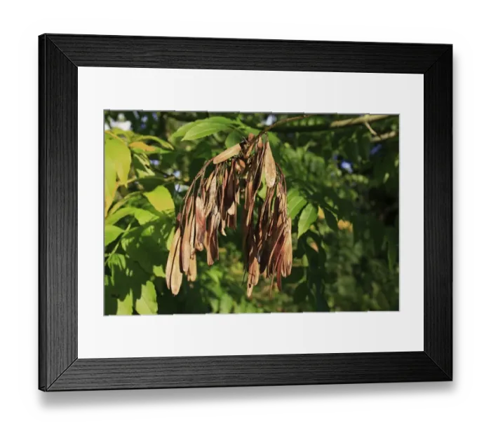 Framed Print : Common Ash (Fraxinus excelsior) close-up of ripe keys (fruit), growing in woodland, Vicarage Plantation, Mendlesham Framed Print : Common Ash (Fraxinus excelsior) close-up of ripe keys (fruit), growing in woodland, Vicarage Plantation, Mendlesham