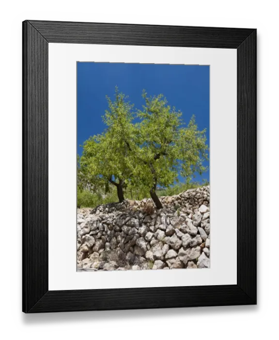 Framed Print : Almond (Prunus dulcis) habit, growing in orchard high in mountains, near Parcent, Marina Alta, Costa Blanca Framed Print : Almond (Prunus dulcis) habit, growing in orchard high in mountains, near Parcent, Marina Alta, Costa Blanca