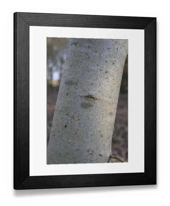 Framed Print : Common Ash (Fraxinus excelsior) close-up of trunk, growing in woodland, Vicarage Plantation, Mendlesham, Suffolk Framed Print : Common Ash (Fraxinus excelsior) close-up of trunk, growing in woodland, Vicarage Plantation, Mendlesham, Suffolk
