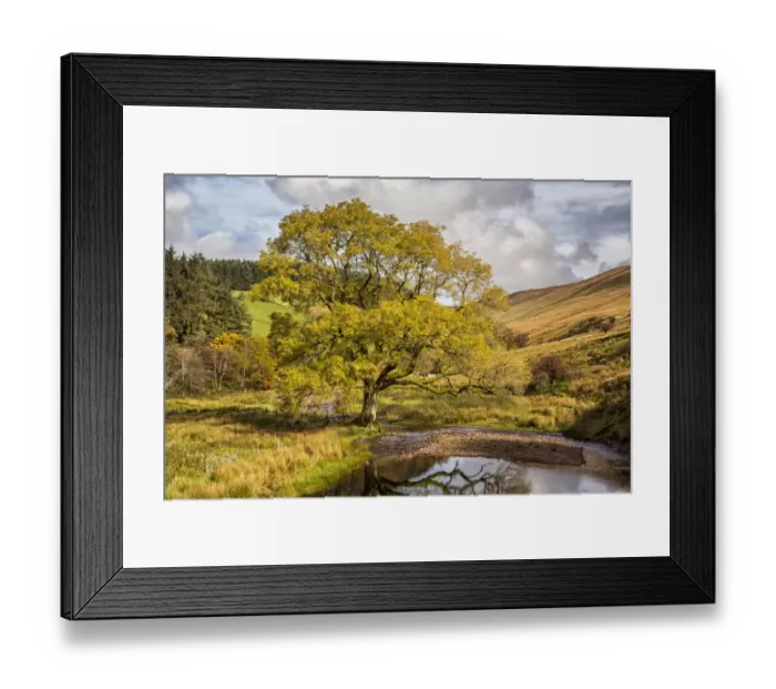 Framed Print : Common Ash (Fraxinus excelsior) habit, growing in valley beside upland river, Cwm Crew, Brecon Beacons N. P Framed Print : Common Ash (Fraxinus excelsior) habit, growing in valley beside upland river, Cwm Crew, Brecon Beacons N. P