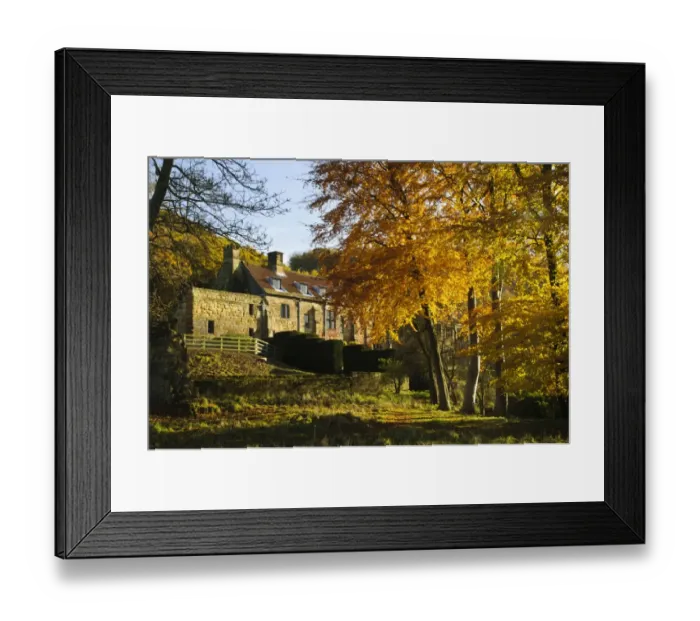Framed Print : Common Beech (Fagus sylvatica) mature trees, in autumn colour, Osmotherley, Hambleton Hills, North York Moors N. P Framed Print : Common Beech (Fagus sylvatica) mature trees, in autumn colour, Osmotherley, Hambleton Hills, North York Moors N. P