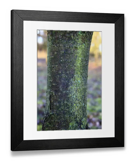 Framed Print : Common Buckthorn (Rhamnus cathartica) close-up of bark, growing in woodland, Vicarage Plantation, Mendlesham, Suffolk