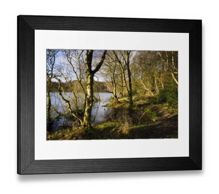 Framed Print : Silver Birch (Betula pendula) woodland with footpath at edge of lake, Lake Gormire, North York Moors N. P Framed Print : Silver Birch (Betula pendula) woodland with footpath at edge of lake, Lake Gormire, North York Moors N. P