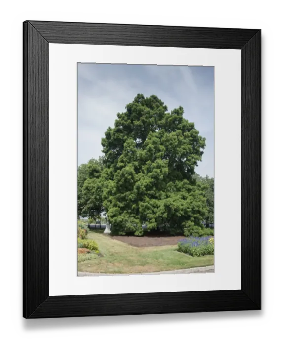 Framed Print : Swamp Cypress (Taxodium distichum) habit, listed on Register of Significant Trees, Ballarat Botanical Gardens