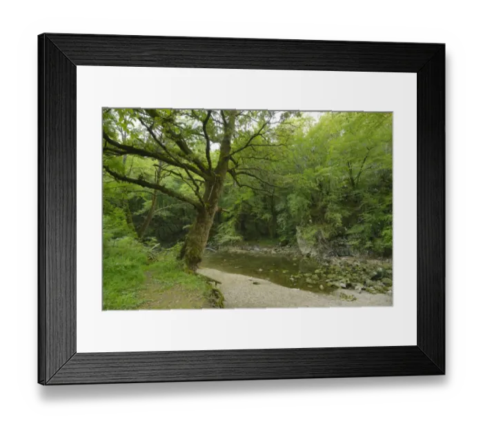 Framed Print : Deciduous forest and stream habitat, Slovenia, August Framed Print : Deciduous forest and stream habitat, Slovenia, August