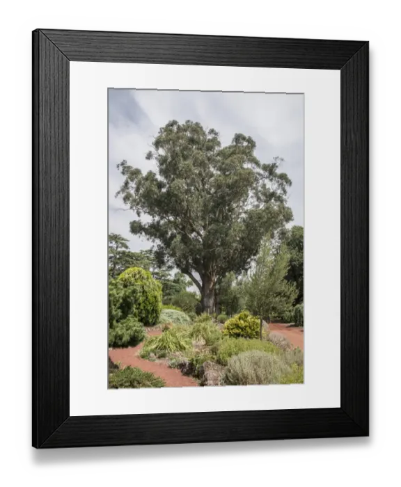 Framed Print : Tasmanian Blue Gum (Eucalyptus globulus) habit, listed on Register of Significant Trees, Ballarat Botanical Gardens Framed Print : Tasmanian Blue Gum (Eucalyptus globulus) habit, listed on Register of Significant Trees, Ballarat Botanical Gardens