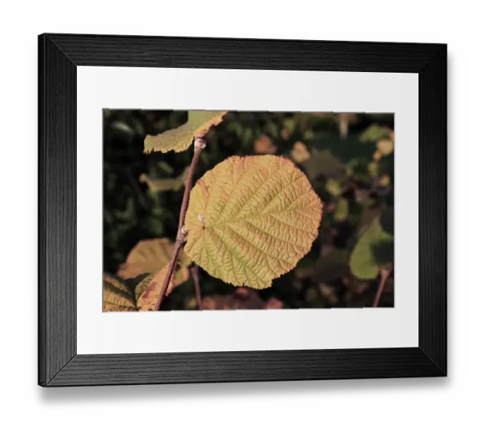 Framed Print : Common Hazel (Corylus avellana) close-up of leaf in autumn colour, growing in woodland, Vicarage Plantation Framed Print : Common Hazel (Corylus avellana) close-up of leaf in autumn colour, growing in woodland, Vicarage Plantation