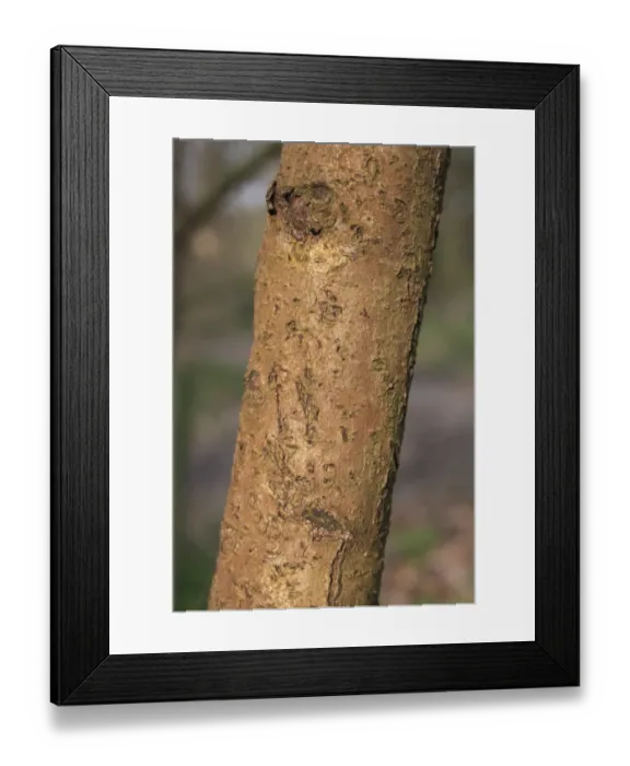 Framed Print : Chinese Witch-hazel (Hamamelis mollis) close-up of trunk, growing as ornamental in woodland, Thornham Estate Framed Print : Chinese Witch-hazel (Hamamelis mollis) close-up of trunk, growing as ornamental in woodland, Thornham Estate
