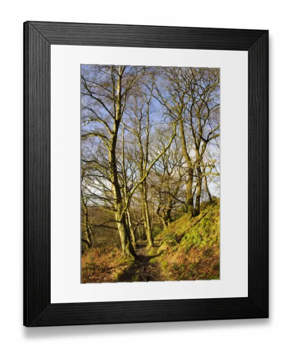 Framed Print : Path through bare trees in deciduous woodland habitat on sunny day, Garbutt Wood Nature Reserve, North York Moors N. P Framed Print : Path through bare trees in deciduous woodland habitat on sunny day, Garbutt Wood Nature Reserve, North York Moors N. P