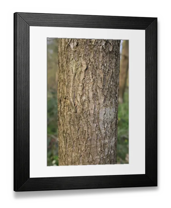 Framed Print : Black Tupelo (Nyssa sylvatica) close-up of trunk, growing as ornamental in woodland, Thornham Estate, Thornham Magna Framed Print : Black Tupelo (Nyssa sylvatica) close-up of trunk, growing as ornamental in woodland, Thornham Estate, Thornham Magna