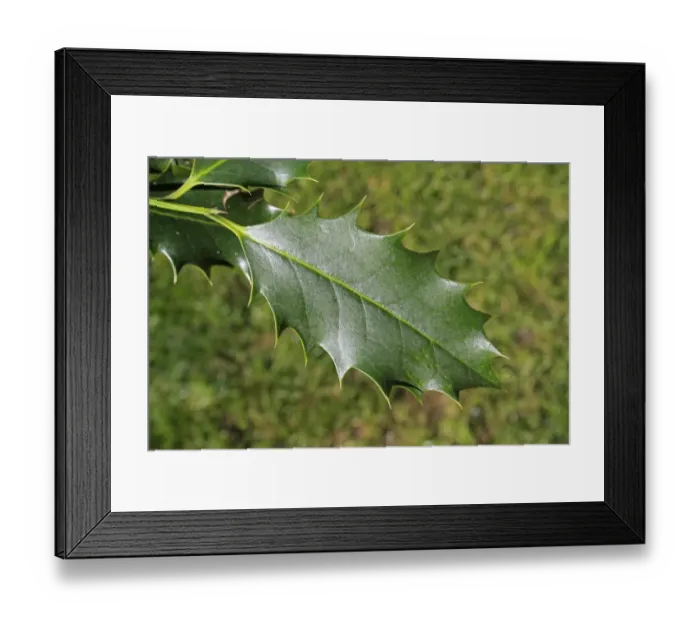 Framed Print : European Holly (Ilex aquifolium) close-up of leaf, Suffolk, England, March Framed Print : European Holly (Ilex aquifolium) close-up of leaf, Suffolk, England, March