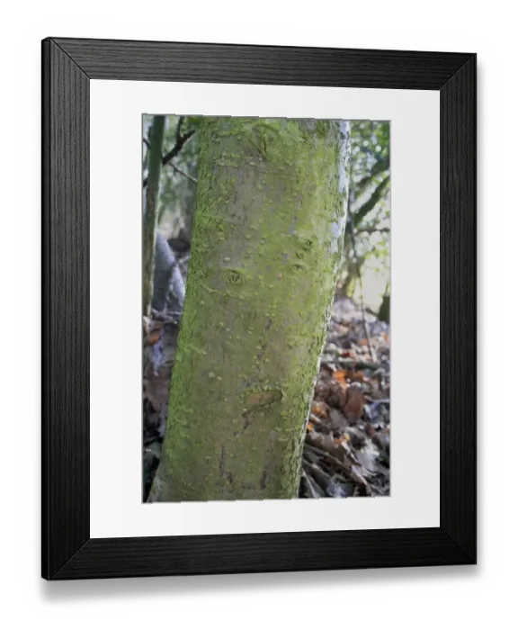 Framed Print : European Holly (Ilex aquifolium) close-up of trunk, growing in woodland, Vicarage Plantation, Mendlesham, Suffolk Framed Print : European Holly (Ilex aquifolium) close-up of trunk, growing in woodland, Vicarage Plantation, Mendlesham, Suffolk