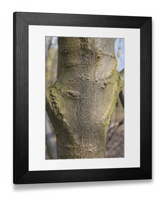 Framed Print : Small-leaved Lime (Tilia cordata) close-up of trunk, growing in woodland, Vicarage Plantation, Mendlesham, Suffolk Framed Print : Small-leaved Lime (Tilia cordata) close-up of trunk, growing in woodland, Vicarage Plantation, Mendlesham, Suffolk