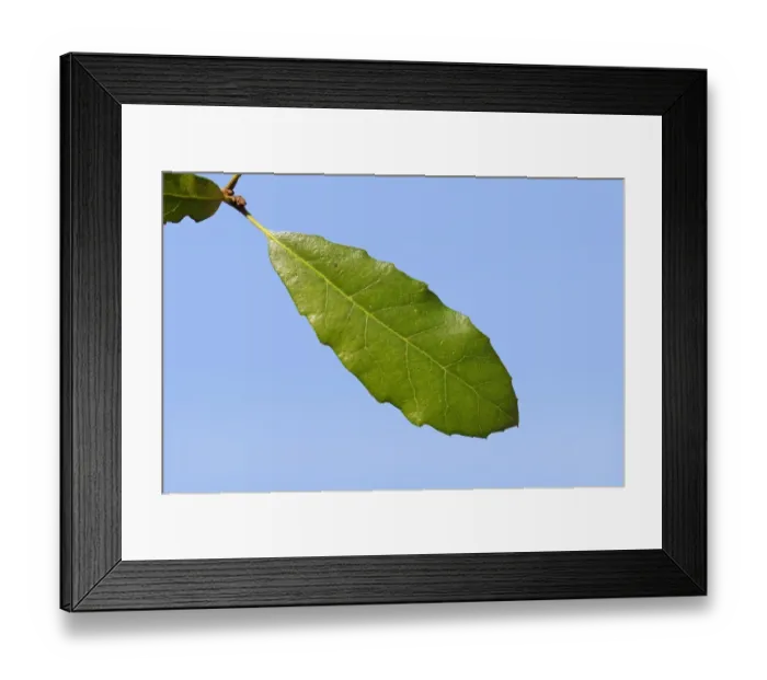 Framed Print : Holm Oak (Quercus ilex) introduced species, close-up of leaf, Suffolk, England, February Framed Print : Holm Oak (Quercus ilex) introduced species, close-up of leaf, Suffolk, England, February