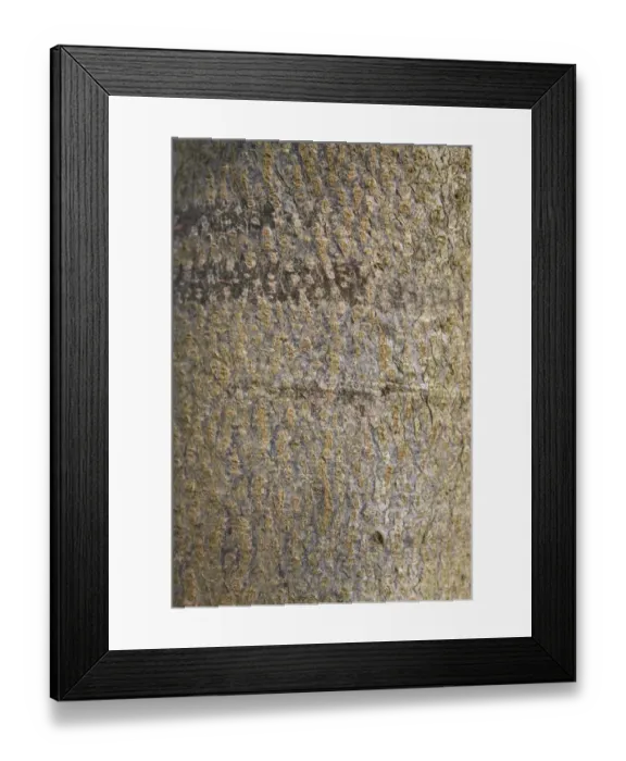 Framed Print : Small-leaved Lime (Tilia cordata) close-up of bark, growing in woodland, Vicarage Plantation, Mendlesham, Suffolk