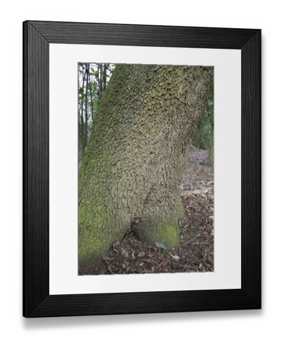 Framed Print : Holm Oak (Quercus ilex) introduced species, close-up of trunk, growing in woodland, Vicarage Plantation, Mendlesham Framed Print : Holm Oak (Quercus ilex) introduced species, close-up of trunk, growing in woodland, Vicarage Plantation, Mendlesham
