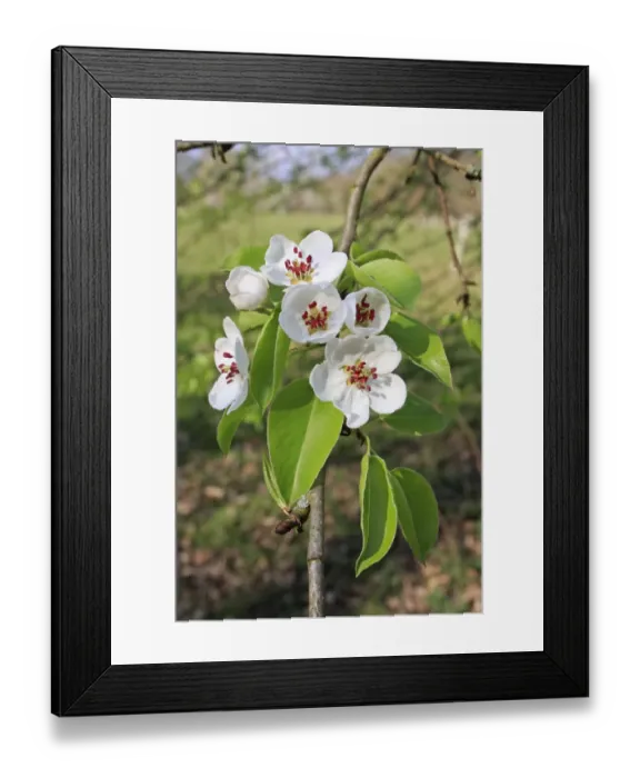 Framed Print : Wild Pear (Pyrus pyraster) close-up of flowers, growing in woodland, Vicarage Plantation, Mendlesham, Suffolk, England Framed Print : Wild Pear (Pyrus pyraster) close-up of flowers, growing in woodland, Vicarage Plantation, Mendlesham, Suffolk, England