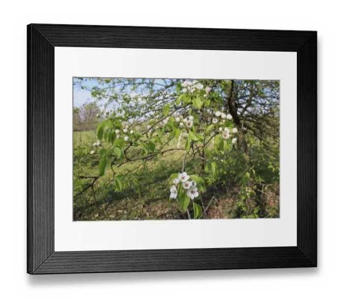 Framed Print : Wild Pear (Pyrus pyraster) flowering, growing in woodland, Vicarage Plantation, Mendlesham, Suffolk, England, April Framed Print : Wild Pear (Pyrus pyraster) flowering, growing in woodland, Vicarage Plantation, Mendlesham, Suffolk, England, April