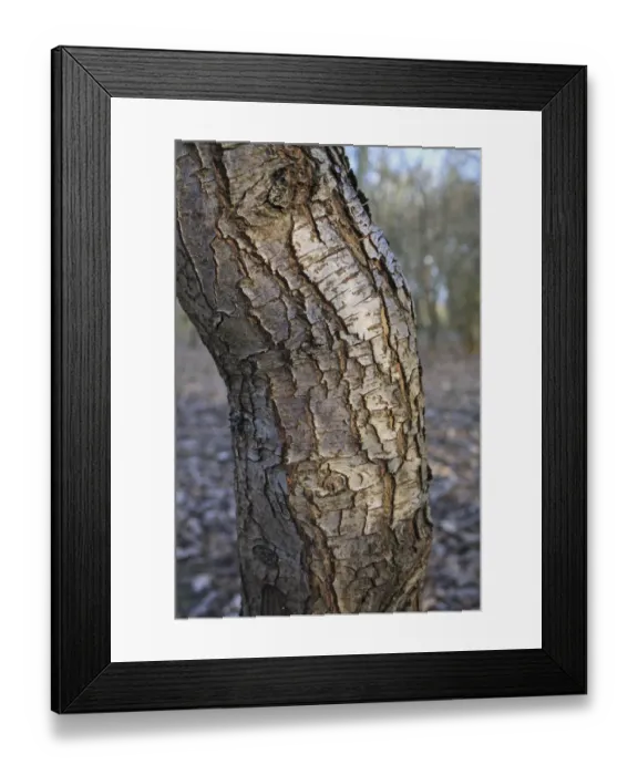 Framed Print : Wild Pear (Pyrus pyraster) close-up of trunk, growing in woodland, Vicarage Plantation, Mendlesham, Suffolk, England Framed Print : Wild Pear (Pyrus pyraster) close-up of trunk, growing in woodland, Vicarage Plantation, Mendlesham, Suffolk, England