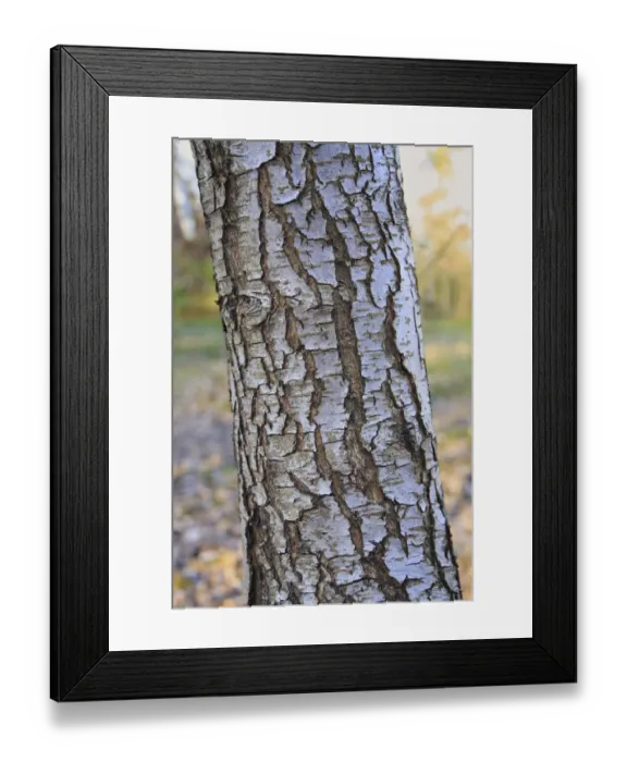 Framed Print : Wild Pear (Pyrus pyraster) close-up of trunk, growing in woodland, Vicarage Plantation, Mendlesham, Suffolk, England Framed Print : Wild Pear (Pyrus pyraster) close-up of trunk, growing in woodland, Vicarage Plantation, Mendlesham, Suffolk, England