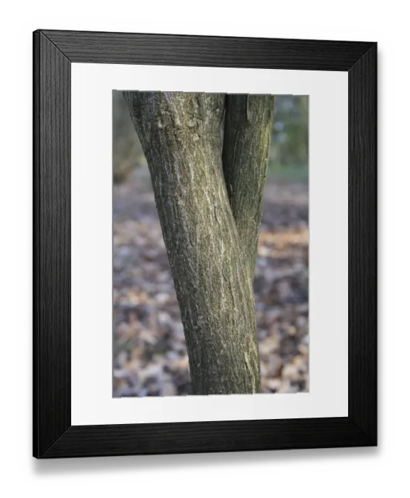 Framed Print : European Spindle (Euonymus europaeus) close-up of trunk, growing in woodland, Vicarage Plantation, Mendlesham, Suffolk