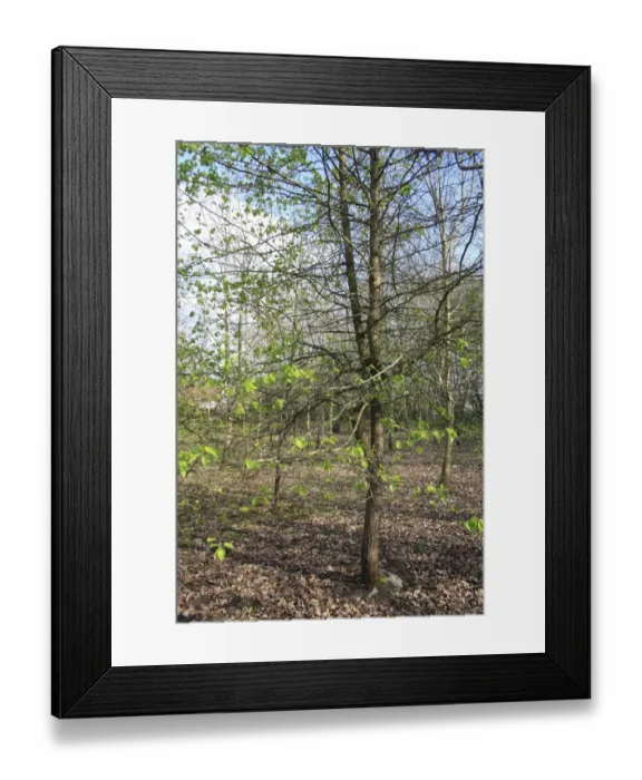 Framed Print : Wild Pear (Pyrus pyraster) habit, growing in woodland, Vicarage Plantation, Mendlesham, Suffolk, England, April