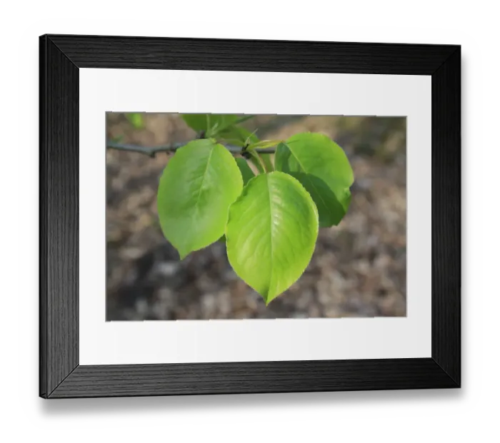Framed Print : Wild Pear (Pyrus pyraster) close-up of leaves, growing in woodland, Vicarage Plantation, Mendlesham, Suffolk, England Framed Print : Wild Pear (Pyrus pyraster) close-up of leaves, growing in woodland, Vicarage Plantation, Mendlesham, Suffolk, England