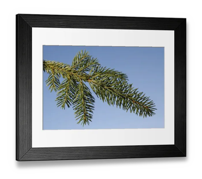 Framed Print : Norway Spruce (Picea abies) close-up of leaves, commercially grown christmas tree, Suffolk, England, January Framed Print : Norway Spruce (Picea abies) close-up of leaves, commercially grown christmas tree, Suffolk, England, January