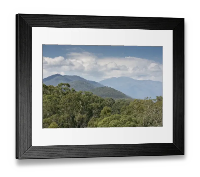 Framed Print : Gum-top Stringybark (Eucalyptus delegatensis) forest habitat, Alpine N. P. Great Dividing Range, Victoria, Australia