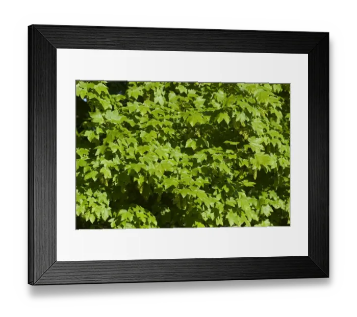 Framed Print : Sycamore (Acer pseudoplatanus) close-up of full canopy of new leaves, Cumbria, England, June