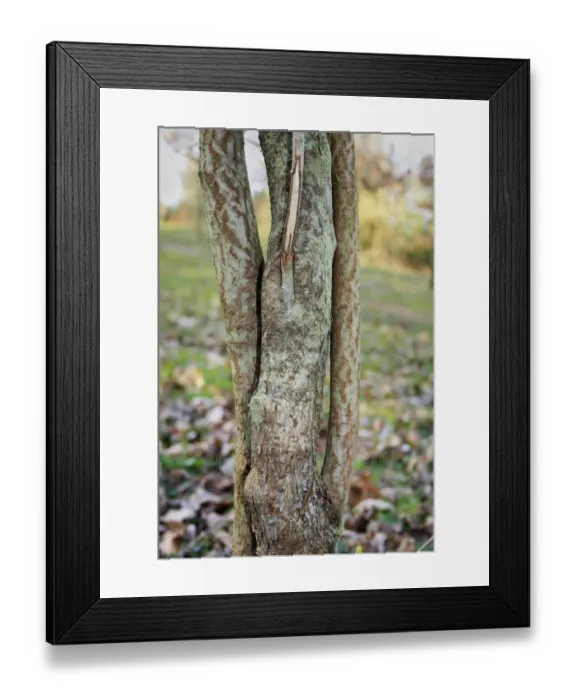 Framed Print : Wayfaring Tree (Viburnum lantana) close-up of trunk, growing in woodland, Vicarage Plantation, Mendlesham, Suffolk Framed Print : Wayfaring Tree (Viburnum lantana) close-up of trunk, growing in woodland, Vicarage Plantation, Mendlesham, Suffolk