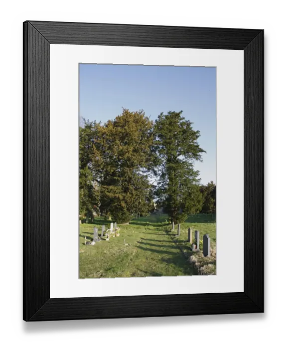 Framed Print : Common Yew (Taxus baccata) habit, growing in church graveyard, St. Marys Church, Mendlesham, Suffolk, England, March Framed Print : Common Yew (Taxus baccata) habit, growing in church graveyard, St. Marys Church, Mendlesham, Suffolk, England, March