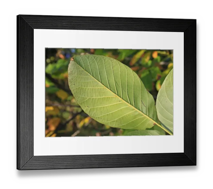 Framed Print : Common Walnut (Juglans regia) close-up of leaf underside, growing in woodland, Vicarage Plantation, Mendlesham Framed Print : Common Walnut (Juglans regia) close-up of leaf underside, growing in woodland, Vicarage Plantation, Mendlesham