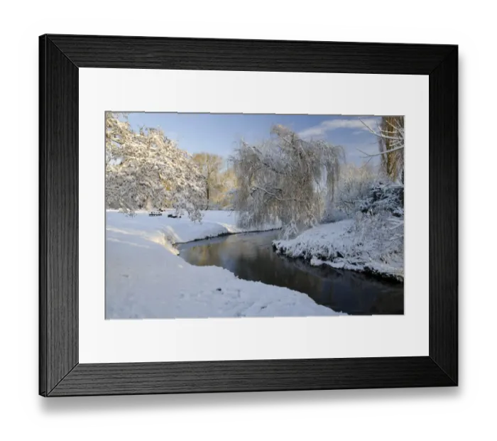 Framed Print : Weeping Willow (Salix x sepulcralis) habit, growing on snow covered riverbank habitat, Cod Beck, Thirsk