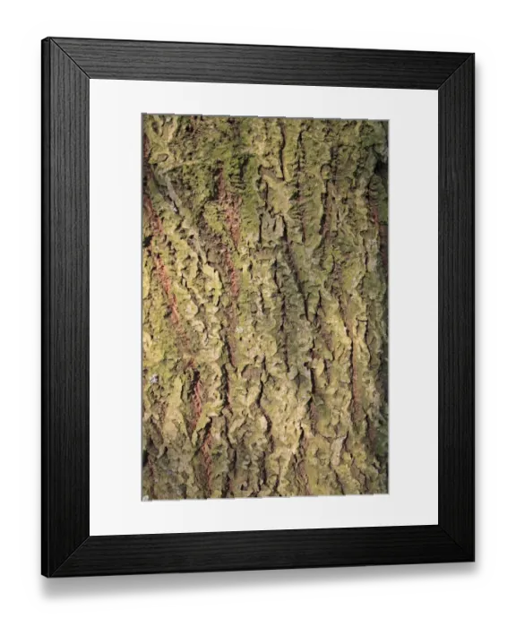 Framed Print : Goat Willow (Salix caprea) close-up of bark, growing in woodland, Vicarage Plantation, Mendlesham, Suffolk, England Framed Print : Goat Willow (Salix caprea) close-up of bark, growing in woodland, Vicarage Plantation, Mendlesham, Suffolk, England
