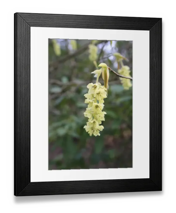 Framed Print : Spike Winterhazel (Corylopsis spicata) close-up of flowers, growing as ornamental in woodland, Thornham Estate Framed Print : Spike Winterhazel (Corylopsis spicata) close-up of flowers, growing as ornamental in woodland, Thornham Estate