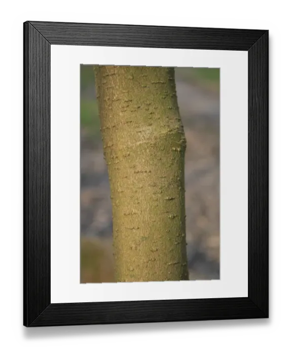 Framed Print : Walters Dogwood (Cornus walteri) close-up of trunk, growing as ornamental in woodland, Thornham Estate, Thornham Magna Framed Print : Walters Dogwood (Cornus walteri) close-up of trunk, growing as ornamental in woodland, Thornham Estate, Thornham Magna