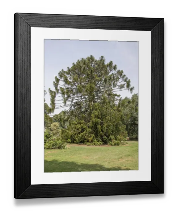 Framed Print : Bunya Pine (Araucaria bidwillii) habit, listed on Register of Significant Trees, Ballarat Botanical Gardens, Victoria