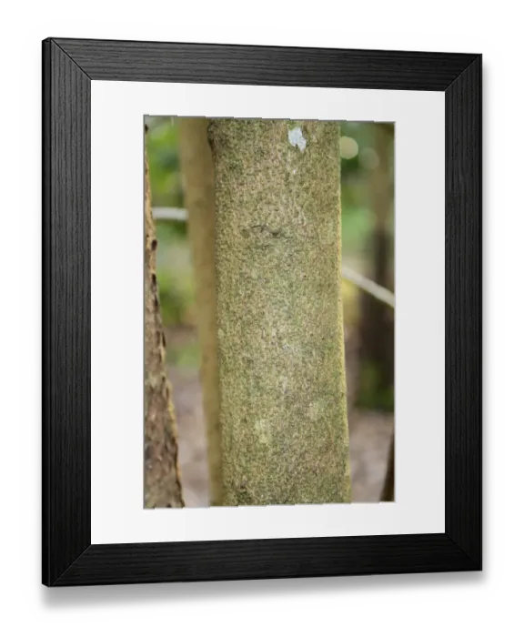 Framed Print : Spike Winterhazel (Corylopsis spicata) close-up of stem, growing as ornamental in woodland, Thornham Estate Framed Print : Spike Winterhazel (Corylopsis spicata) close-up of stem, growing as ornamental in woodland, Thornham Estate