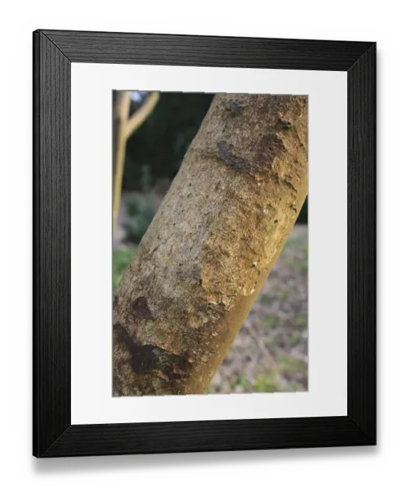 Framed Print : Lacebark (Hoheri glabrata x sexstylosa) Glory of Amlwch, close-up of trunk, growing as ornamental in woodland Framed Print : Lacebark (Hoheri glabrata x sexstylosa) Glory of Amlwch, close-up of trunk, growing as ornamental in woodland