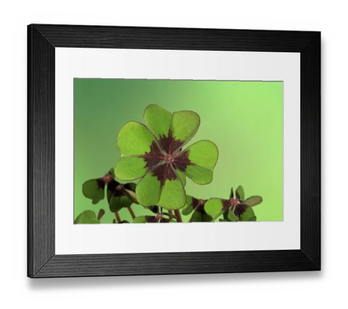 Framed Print : Mexican Wood-sorrel (Oxalis tetraphylla) Iron Cross variety, close-up of leaves, Ellerstadt, Rhineland-Palatinate Framed Print : Mexican Wood-sorrel (Oxalis tetraphylla) Iron Cross variety, close-up of leaves, Ellerstadt, Rhineland-Palatinate