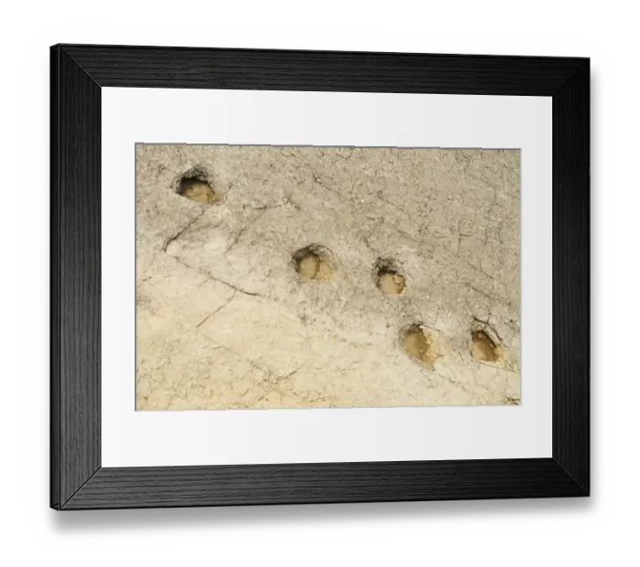 Framed Print : Fossilised dinosaur footprints in rock, Lavini di Marco, Rovereto, Trentino, Italian Alps, Italy, June