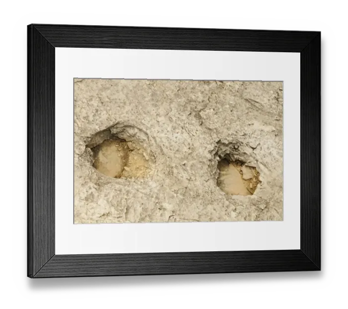 Framed Print : Fossilised dinosaur footprints in rock, Lavini di Marco, Rovereto, Trentino, Italian Alps, Italy, June Framed Print : Fossilised dinosaur footprints in rock, Lavini di Marco, Rovereto, Trentino, Italian Alps, Italy, June