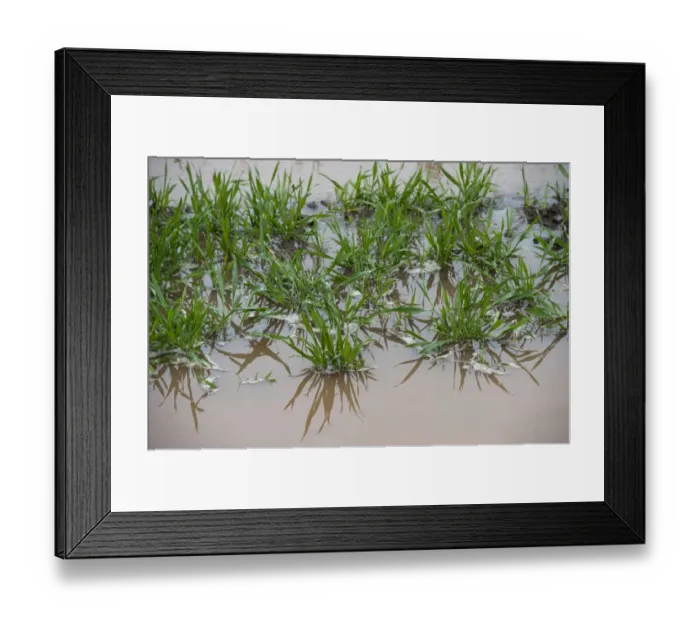 Framed Print : Waterlogged grassland on farm after spring flooding, Cumbria, England, May Framed Print : Waterlogged grassland on farm after spring flooding, Cumbria, England, May