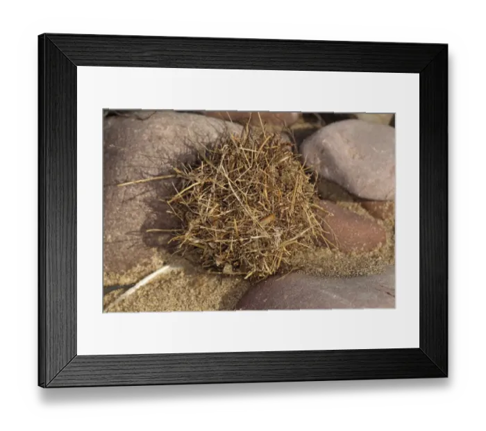 Framed Print : Tangle Ball naturally formed ball of debris on beach strandline, Gower Peninsula, West Glamorgan, South Wales, March Framed Print : Tangle Ball naturally formed ball of debris on beach strandline, Gower Peninsula, West Glamorgan, South Wales, March